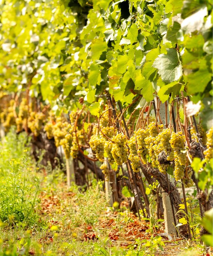 Image Champagne Pol-Cochet